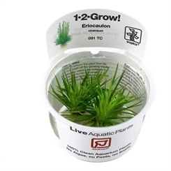 Eriocaulon cinereum 1-2-grow